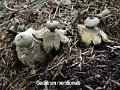 Geastrum meridionale-amf2006